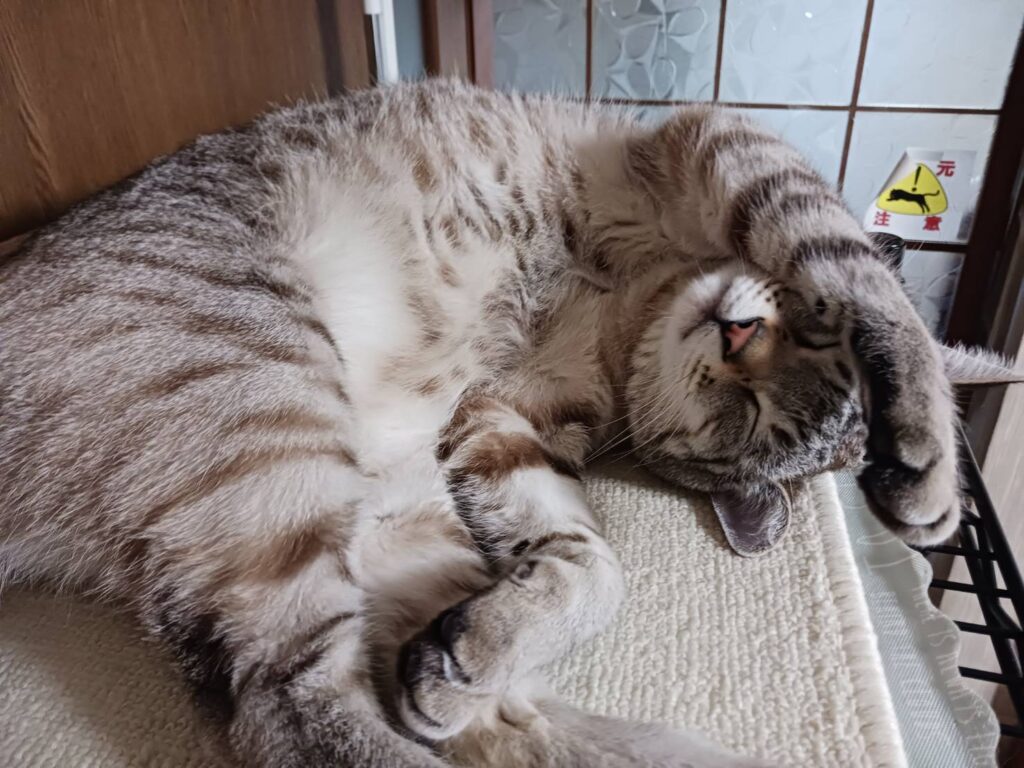 猫とこどもの日