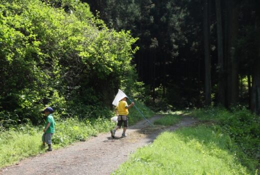 セミ鳴いてますか　夏の音　セミの声　少なくなった？　もうすぐはじまる大合唱