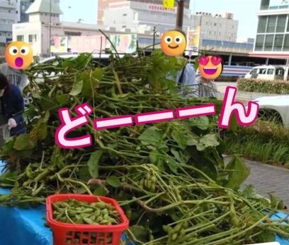 黒豆 枝豆 詰め放題 ちぎり放題 載せ放題 秋の味覚で晩酌がすすむ! 黒豆 枝豆 詰め放題 ちぎり放題 載せ放題 秋の味覚で晩酌がすすむ!