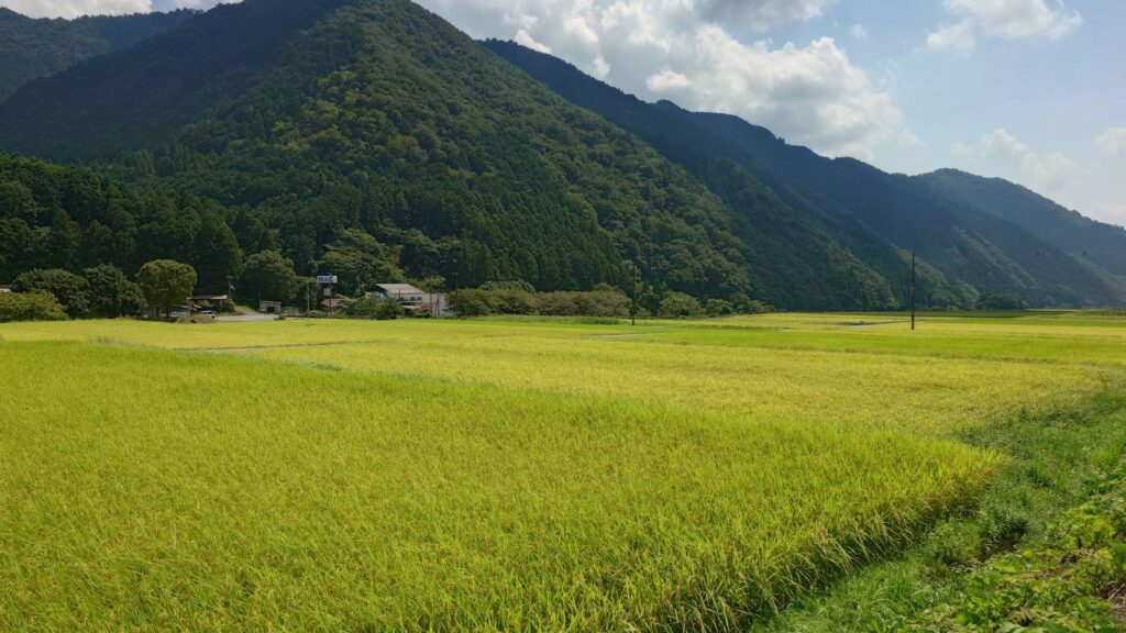 新米 販売開始 コシヒカリ 一等米比率が高い地区 土づくりにこだわる 金本さんのお米 美味しいお米 新米 販売開始 コシヒカリ 一等米比率が高い地区 土づくりにこだわる 金本さんのお米 美味しいお米