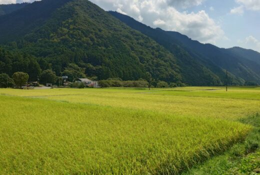 新米 販売開始 コシヒカリ 一等米比率が高い地区 土づくりにこだわる 金本さんのお米 美味しいお米 新米 販売開始 コシヒカリ 一等米比率が高い地区 土づくりにこだわる 金本さんのお米 美味しいお米